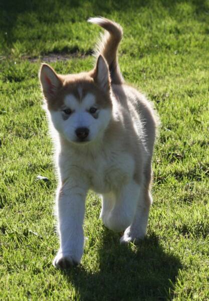 Zeppo on the move