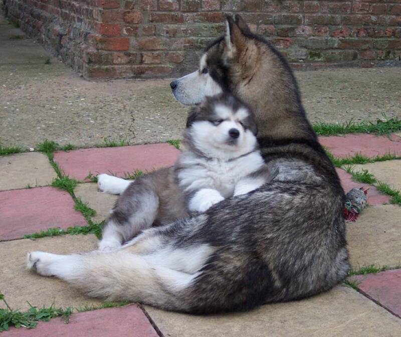 Sassy and her sleepy baby, Cruiser