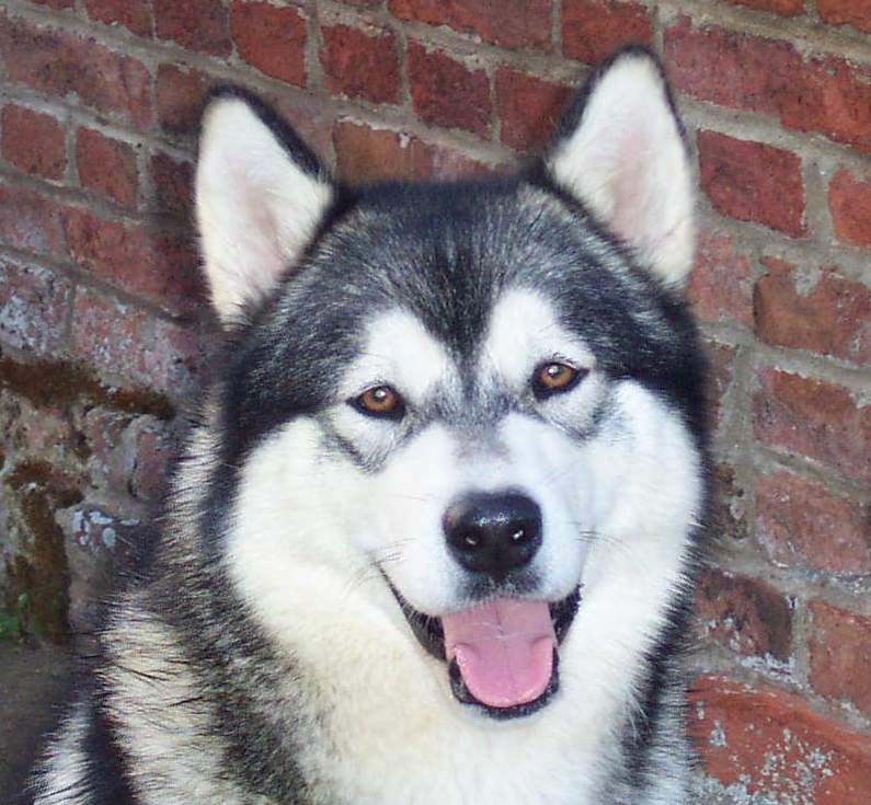 Scarlet 15 months old