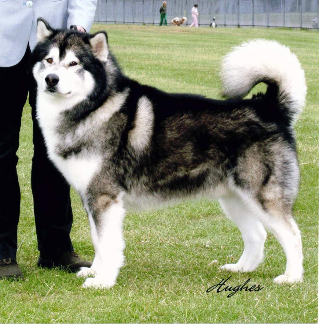 Best of Breed