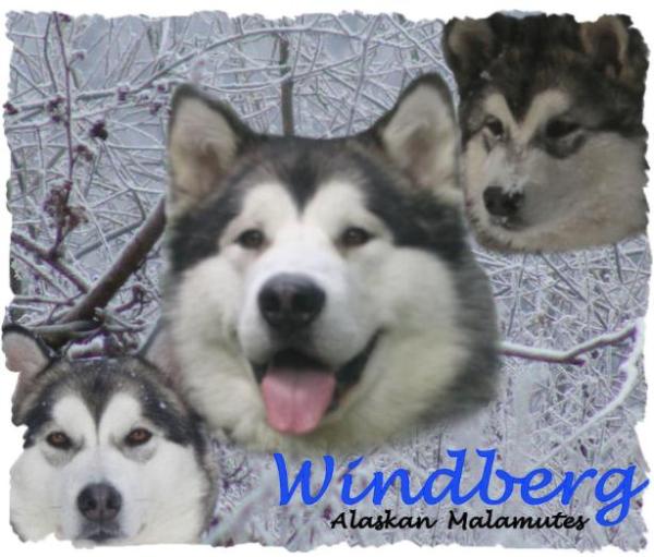 Jayne & Ian Hood........home to Snowolf Manhatten Pantha